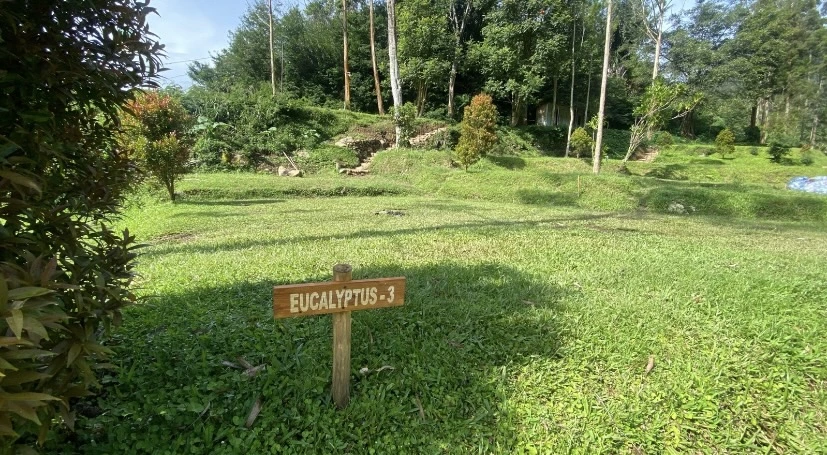 Eucalyptus 8