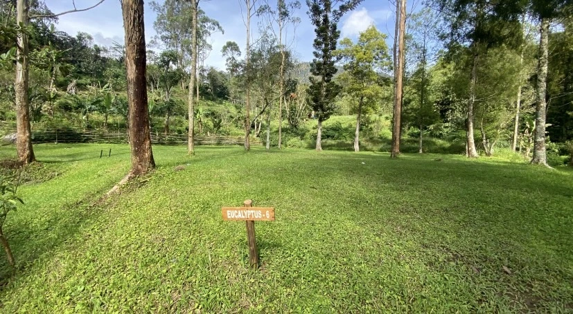 Eucalyptus 6